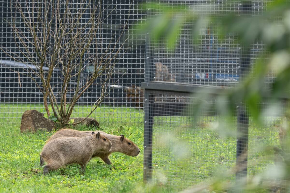 Kapibarų įkurtuvės Lietuvos zoologijos sode