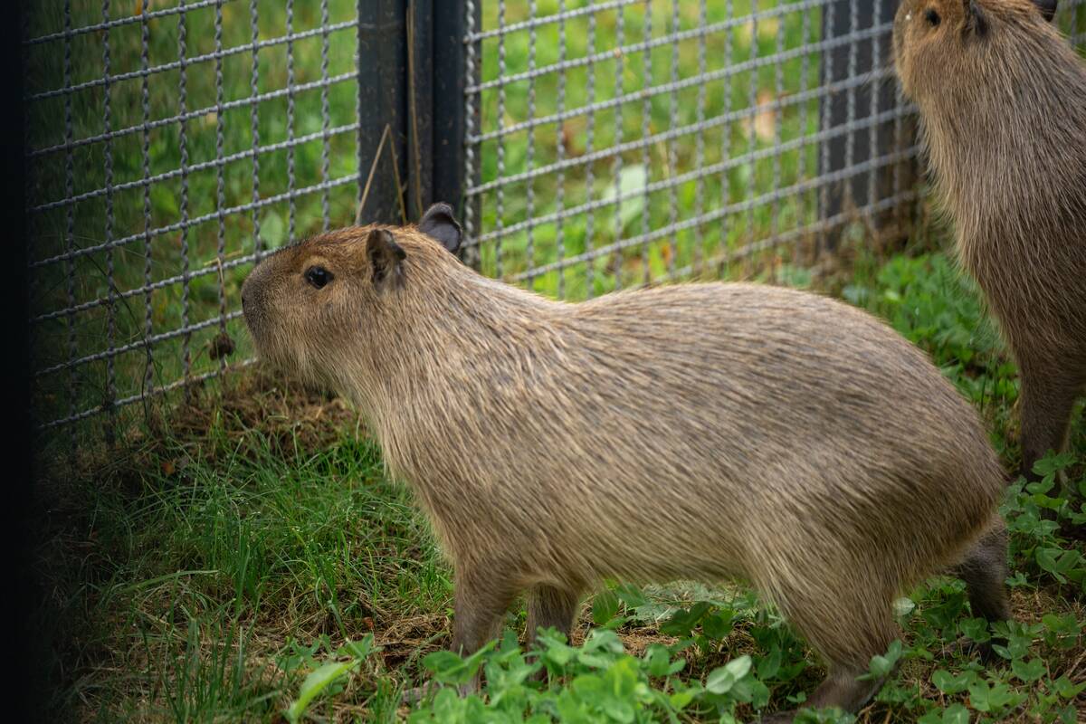 Kapibarų įkurtuvės Lietuvos zoologijos sode
