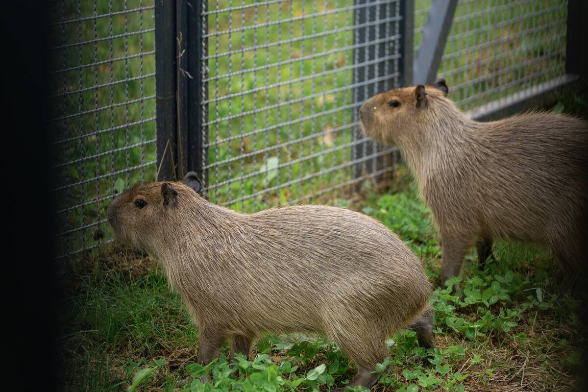 Kapibarų įkurtuvės Lietuvos zoologijos sode