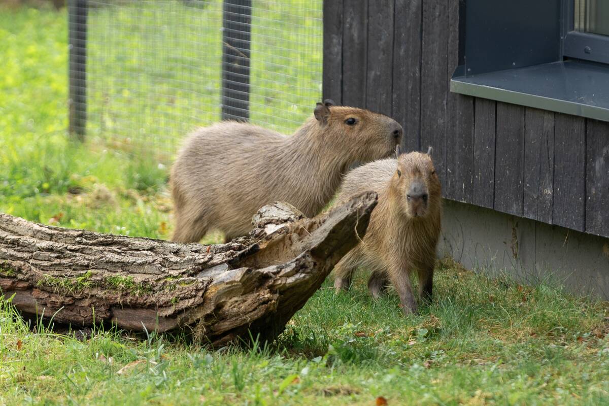 Kapibarų įkurtuvės Lietuvos zoologijos sode