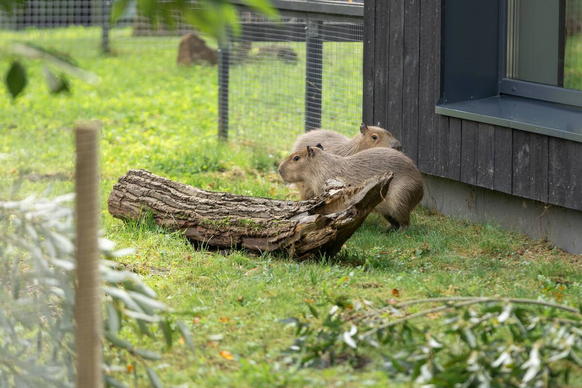 Kapibarų įkurtuvės Lietuvos zoologijos sode