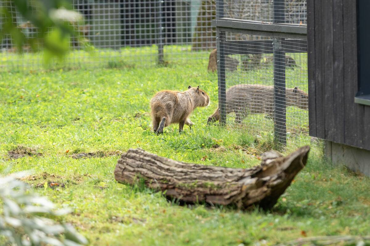 Kapibarų įkurtuvės Lietuvos zoologijos sode