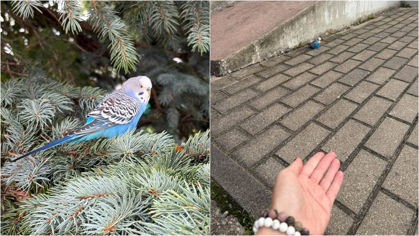Patarimai: klaipėdiečiai suskubo gelbėti banguotąją papūgėlę – dalijosi jos buvimo vietomis ir prisiviliojimo būdais.