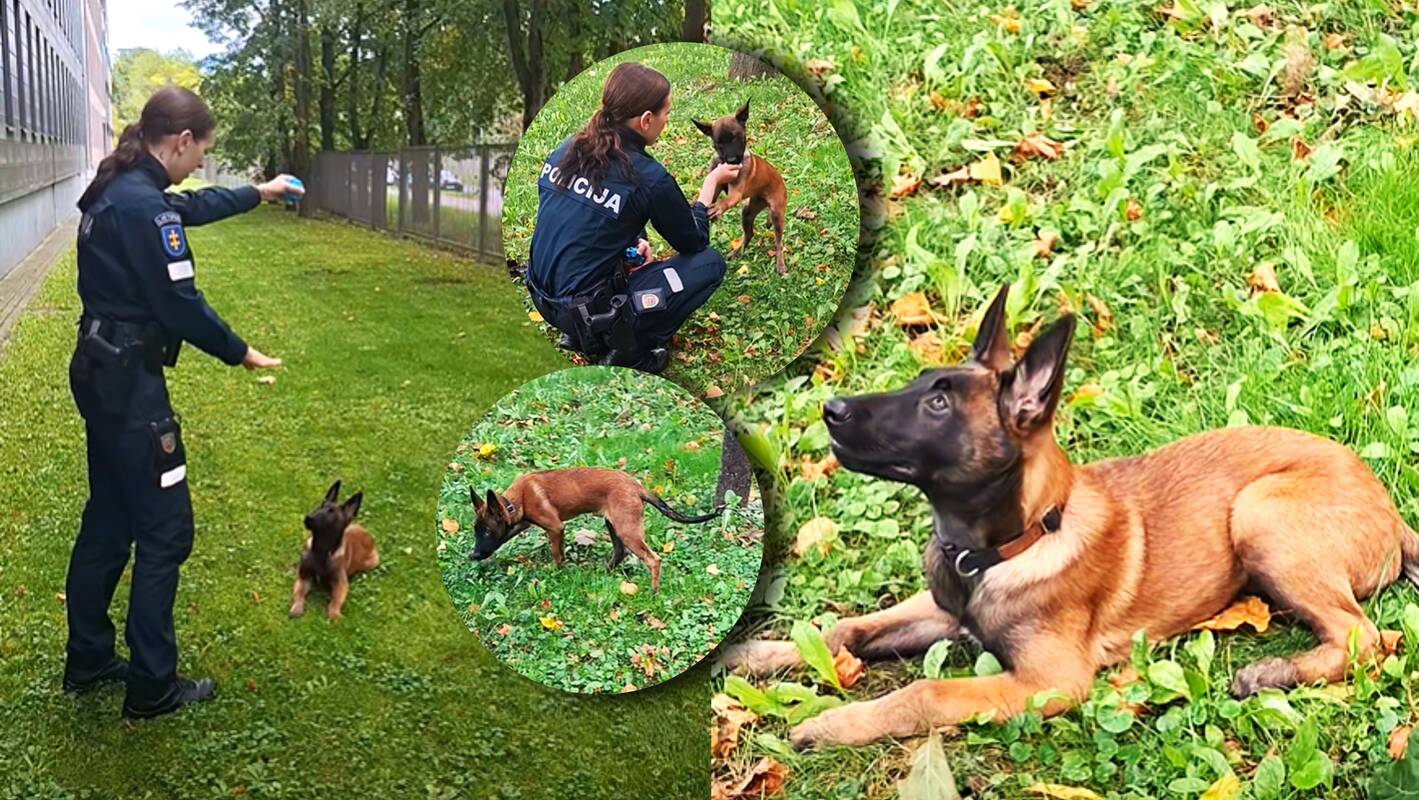 
<span>Klaipėdos policija parodė, kaip auga Pipiras: mažasis keturkojis jau ruošiasi tarnybai</span>
