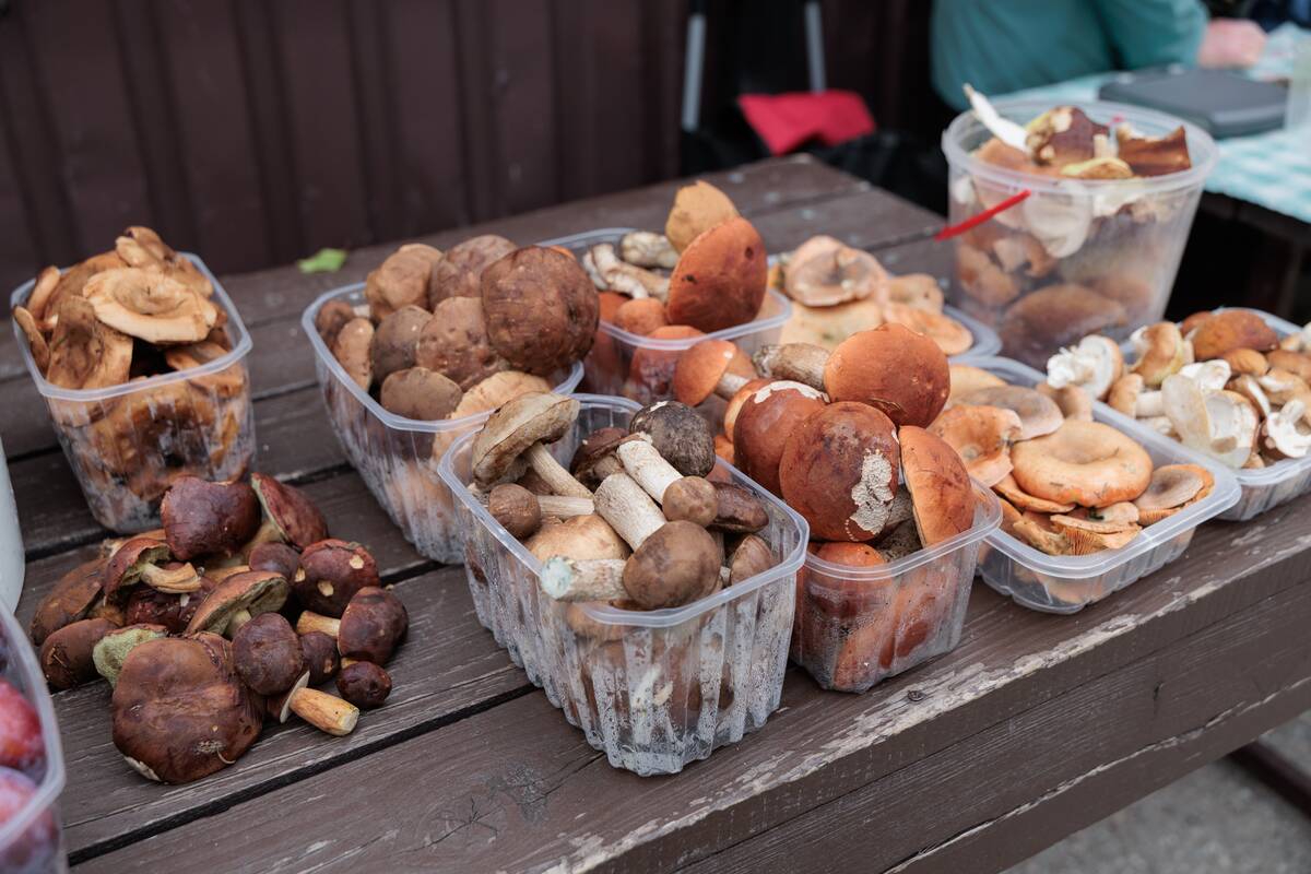 Turguje – grybų įvairovė
