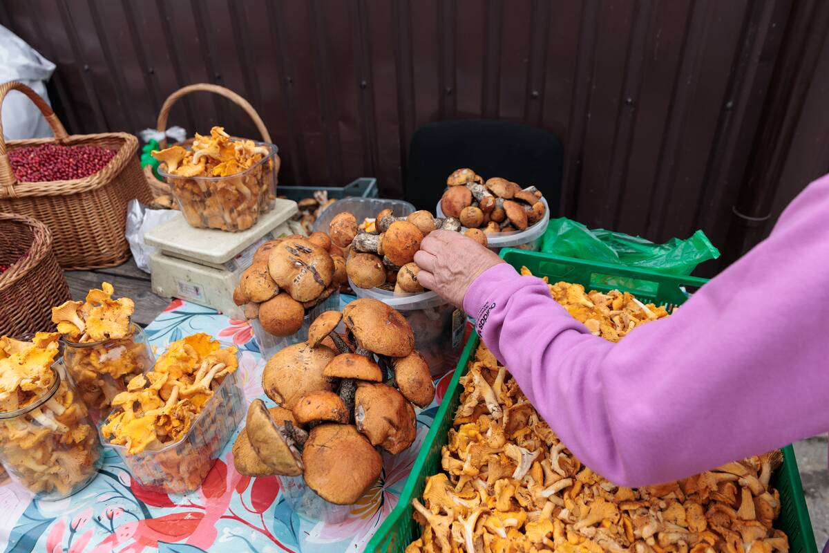 Turguje – grybų įvairovė
