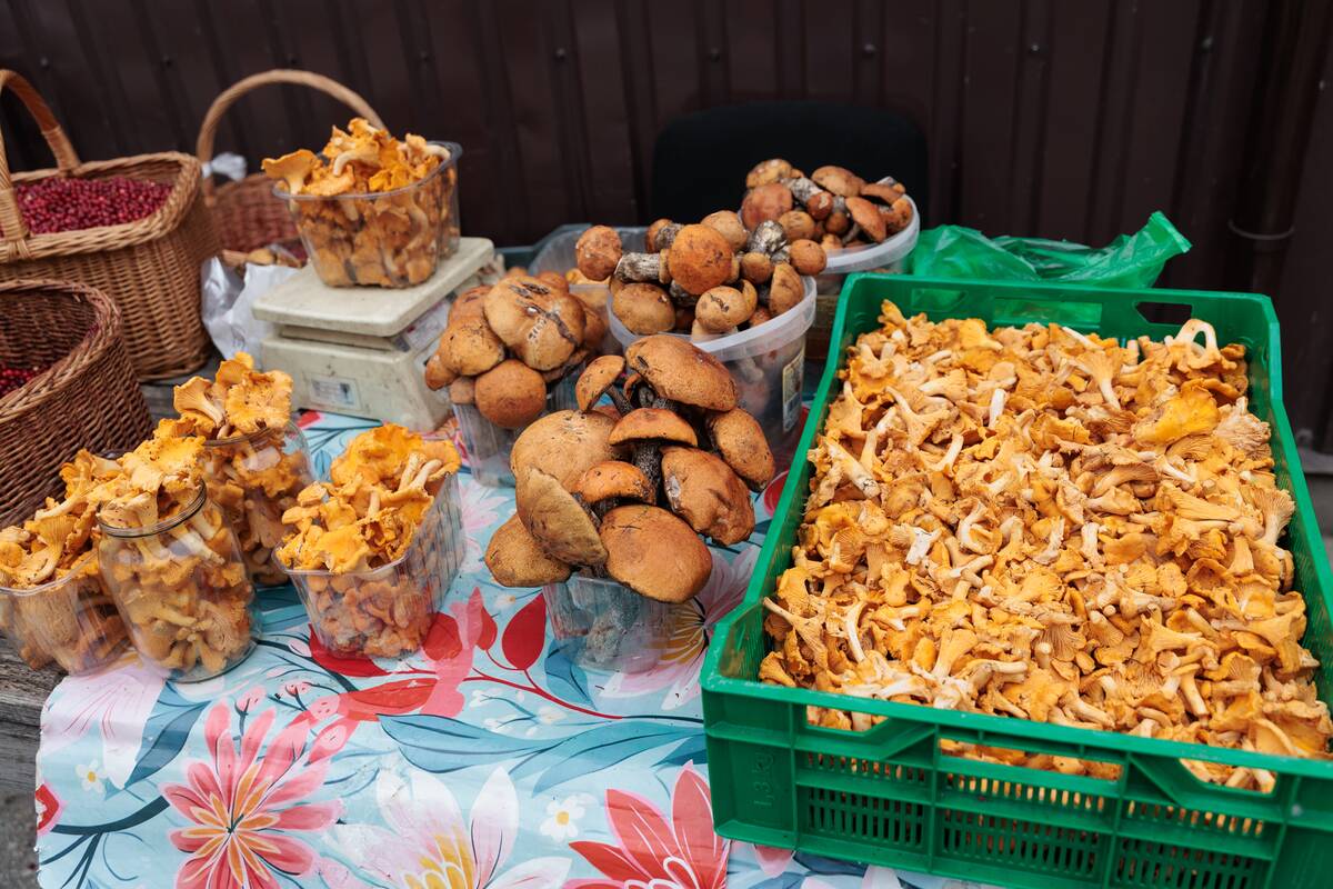 Turguje – grybų įvairovė