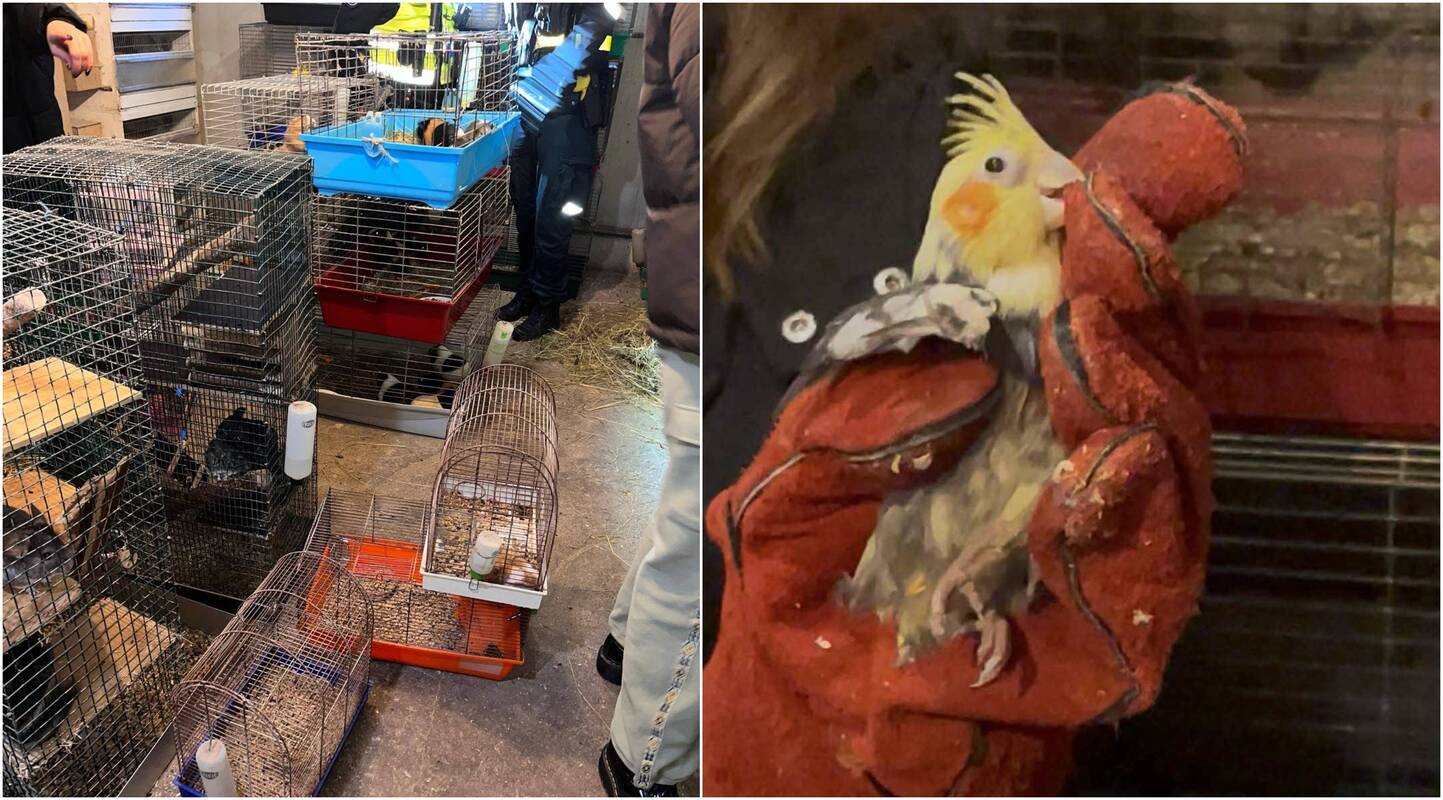 Sąlygos: vienoje patalpoje buvo laikomi keli šimtai gyvūnų, papūgėlės sugrūstos ankštuose narvuoe, kai kurios – be plunksnų, nuplikusios.