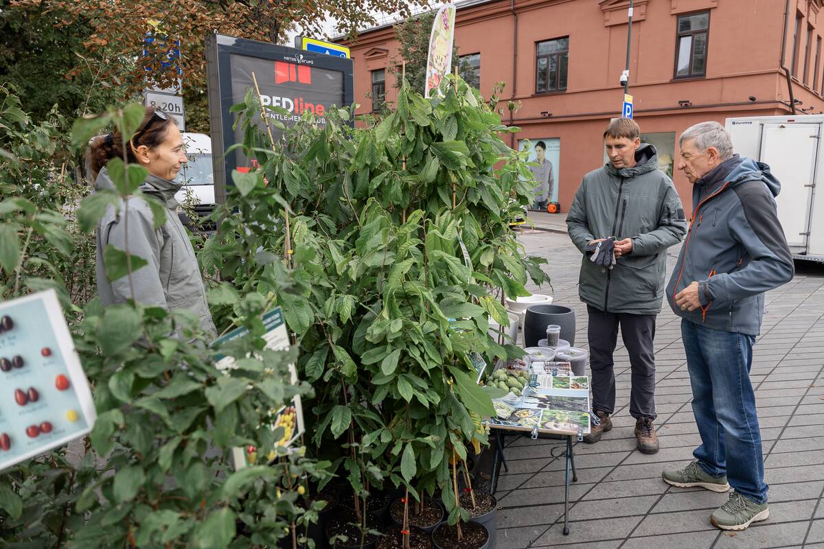 Kauno mugės pirmoji diena