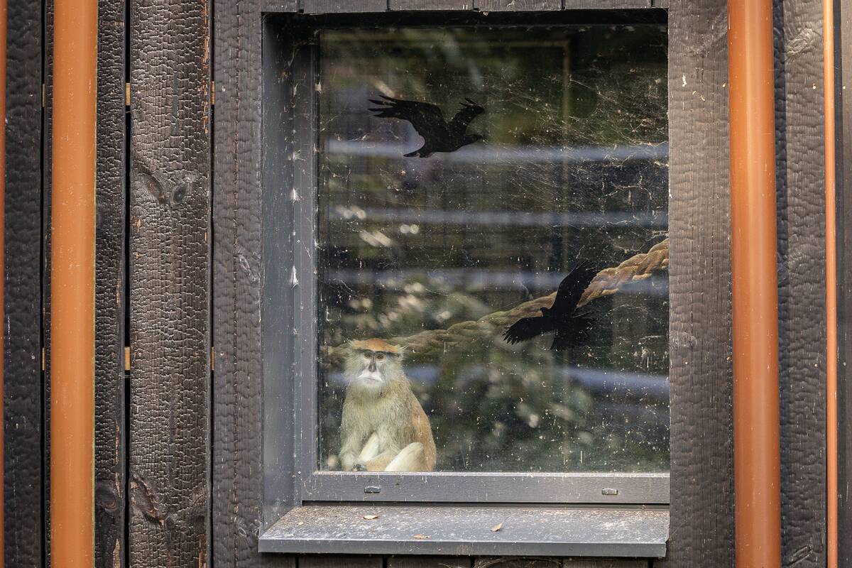 Lietuvos zoologijos sode pristatyti patai