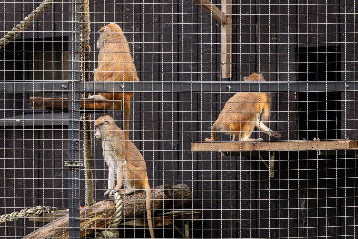 Lietuvos zoologijos sode pristatyti patai