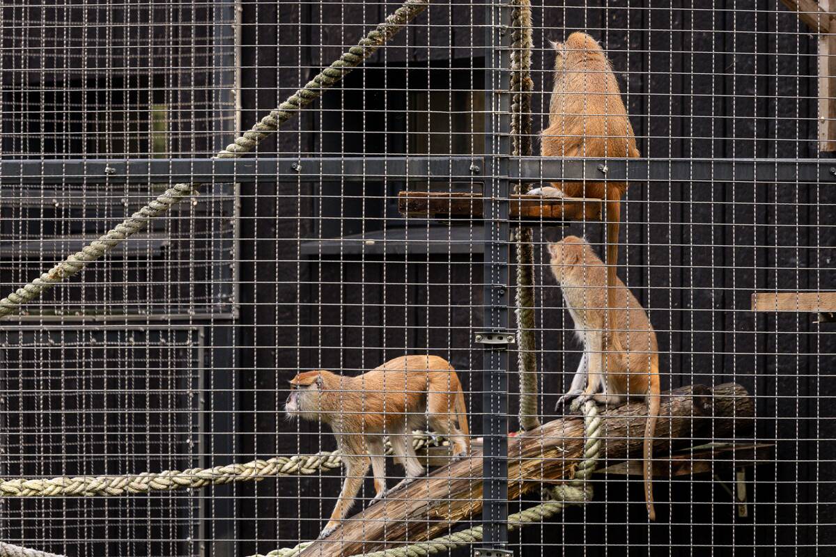 Lietuvos zoologijos sode pristatyti patai