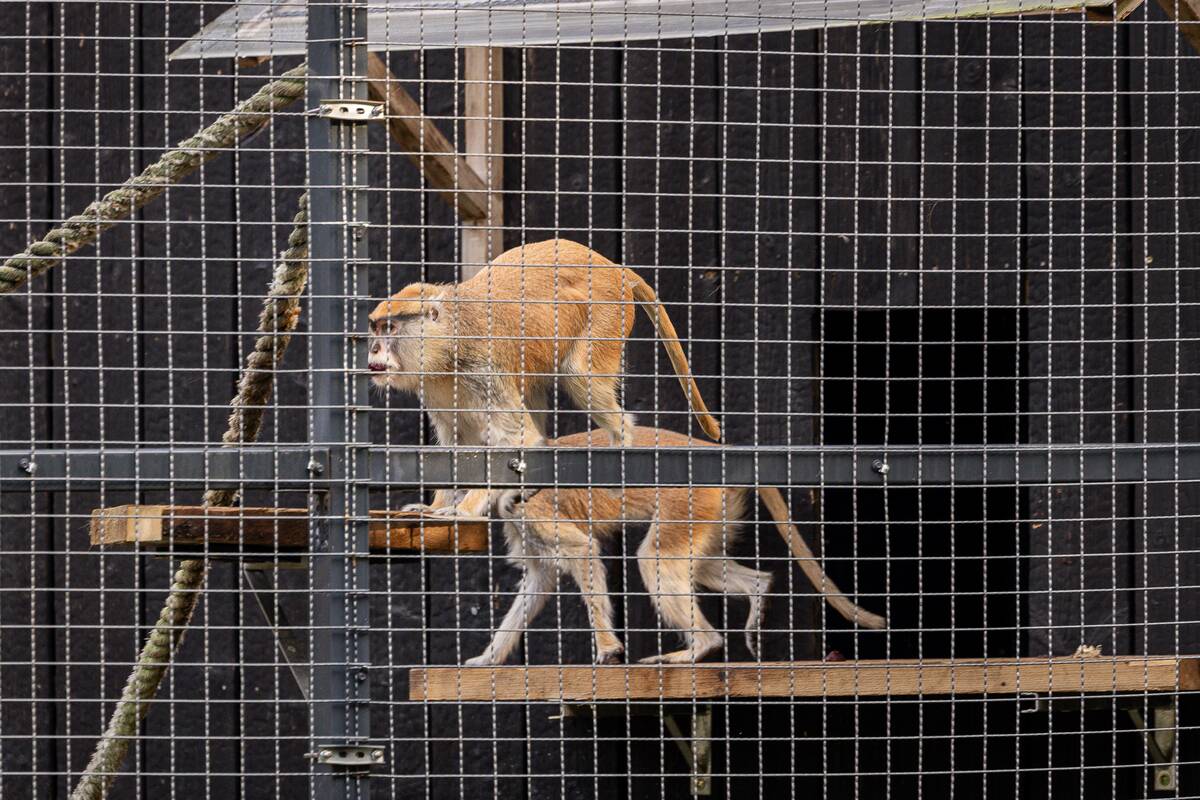 Lietuvos zoologijos sode pristatyti patai
