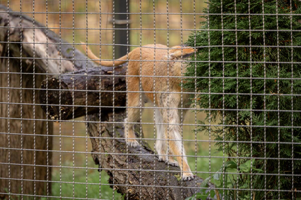 Lietuvos zoologijos sode pristatyti patai