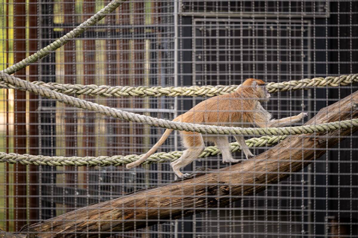 Lietuvos zoologijos sode pristatyti patai
