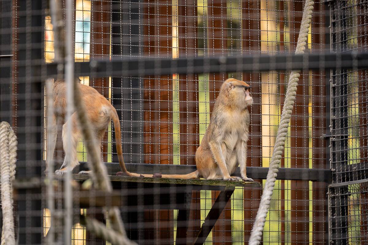 Lietuvos zoologijos sode pristatyti patai
