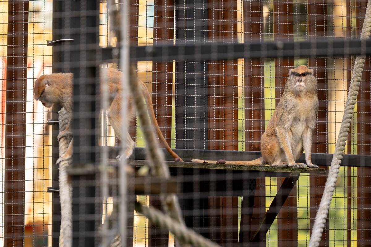 Lietuvos zoologijos sode pristatyti patai