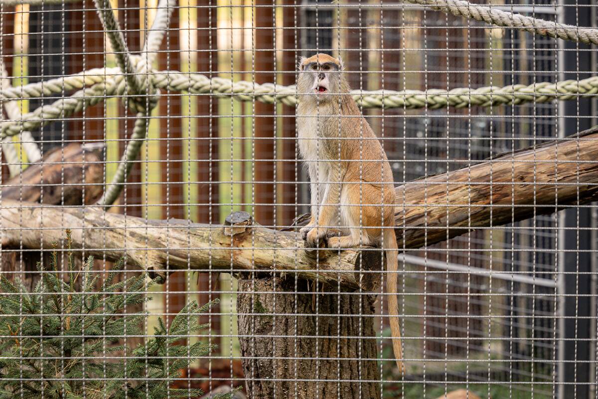 Lietuvos zoologijos sode pristatyti patai