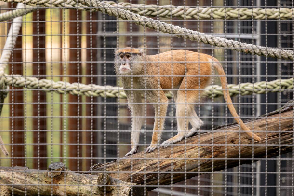 Lietuvos zoologijos sode pristatyti patai