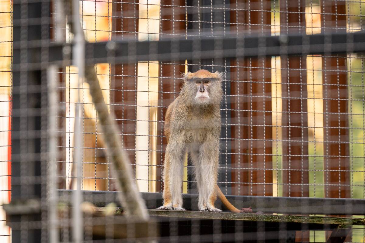 Lietuvos zoologijos sode pristatyti patai