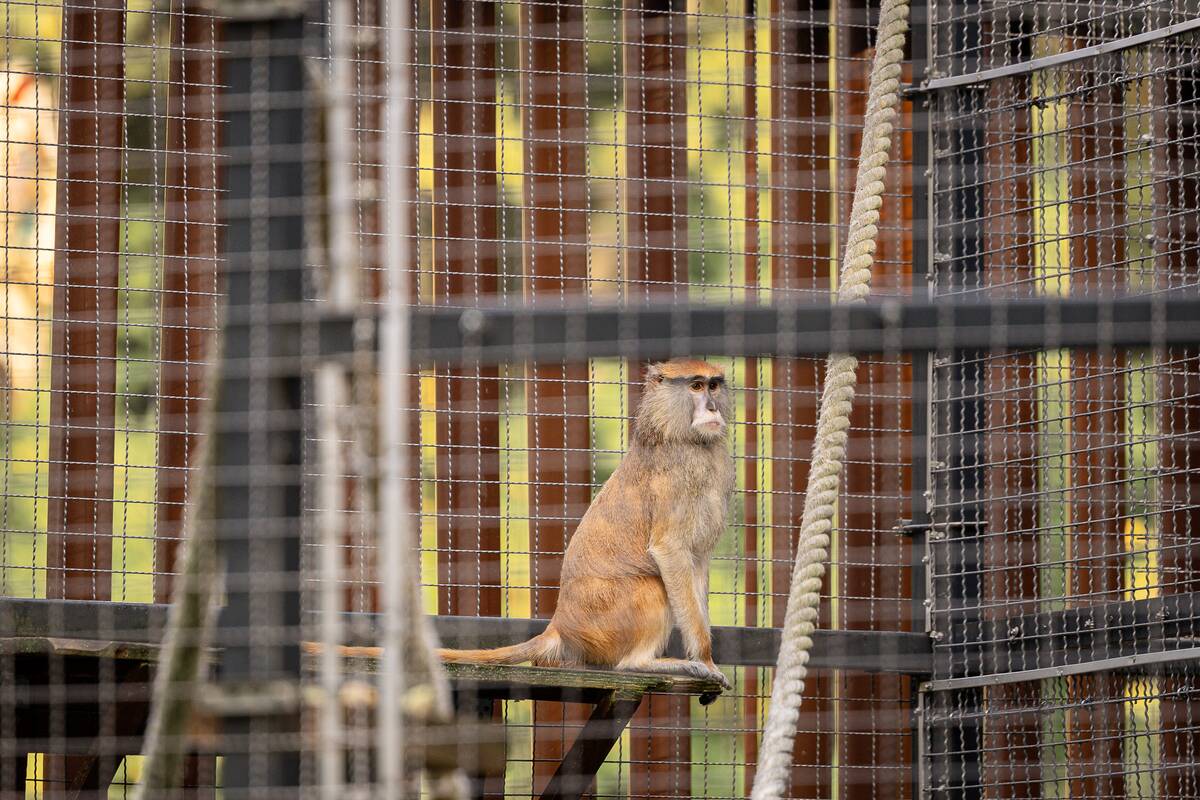 Lietuvos zoologijos sode pristatyti patai