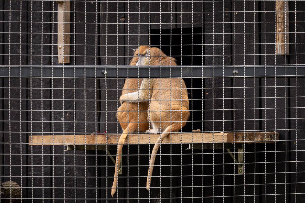 Lietuvos zoologijos sode pristatyti patai