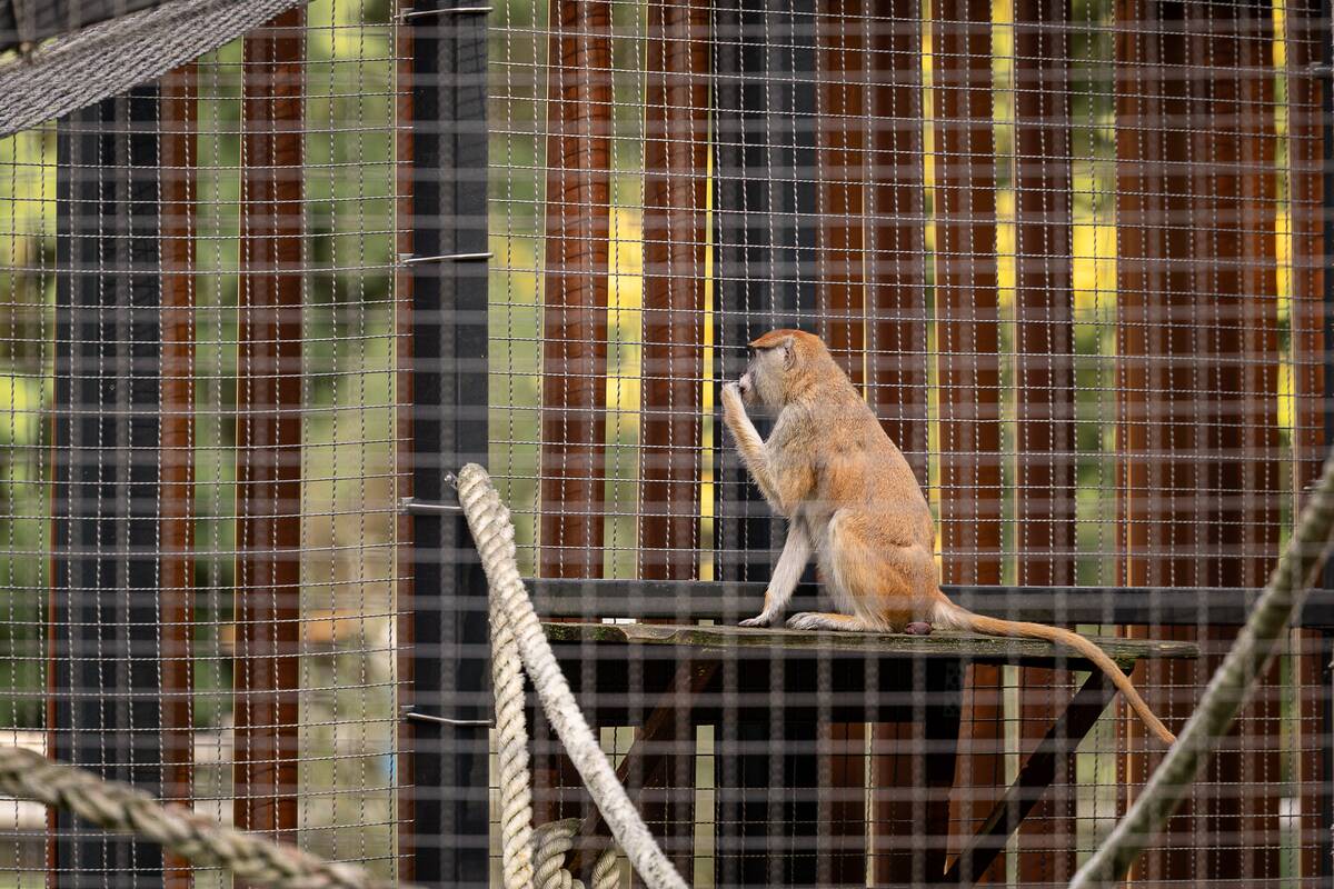 Lietuvos zoologijos sode pristatyti patai