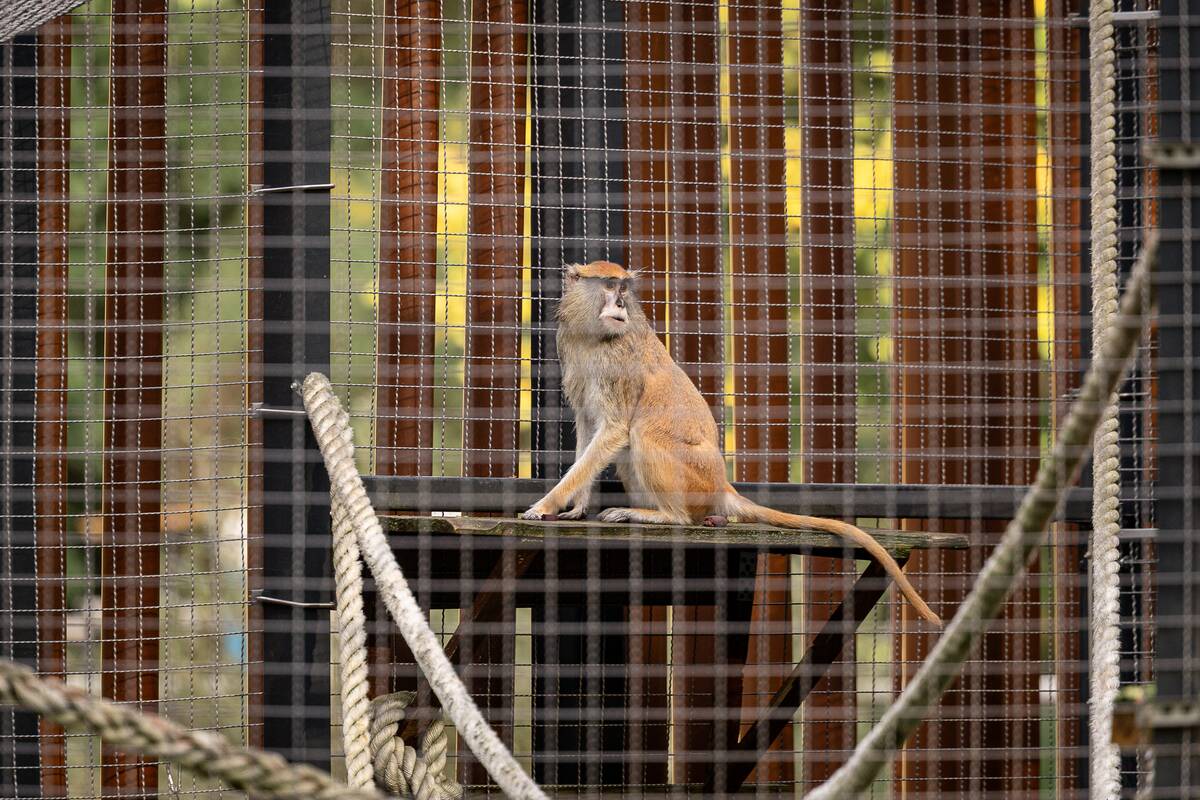 Lietuvos zoologijos sode pristatyti patai
