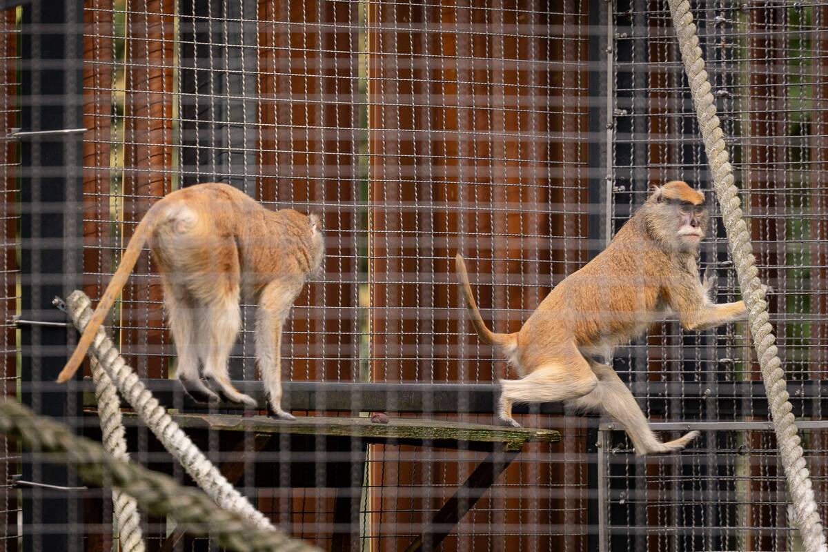 Lietuvos zoologijos sode pristatyti patai