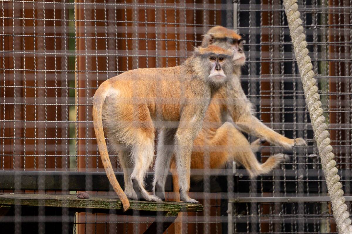 Lietuvos zoologijos sode pristatyti patai