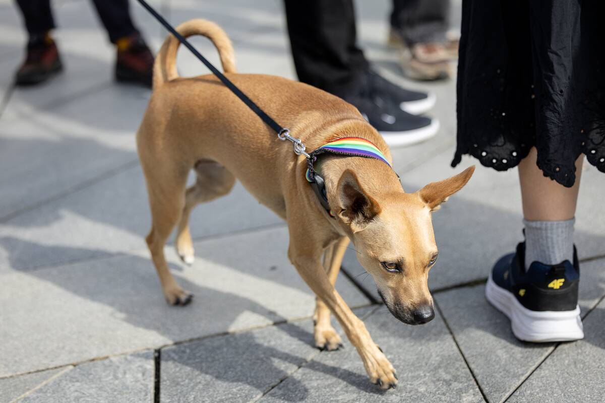 „Kaunas Pride“ eitynės