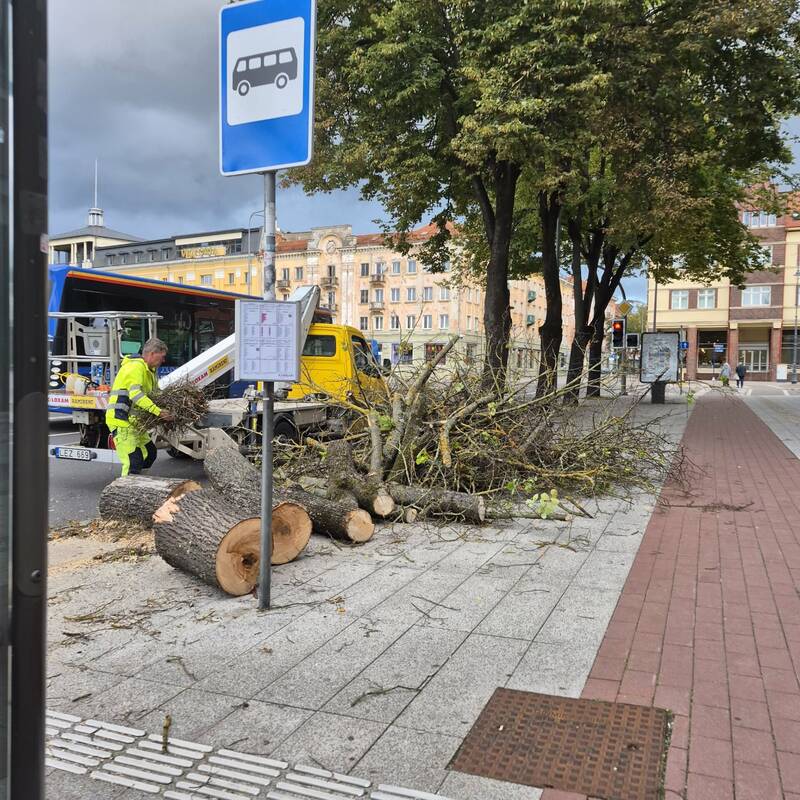 Pokytis: iš viso prie Atgimimo stotelės buvo pašalinti du medžiai, jų vietoje bus pasodinti nauji.