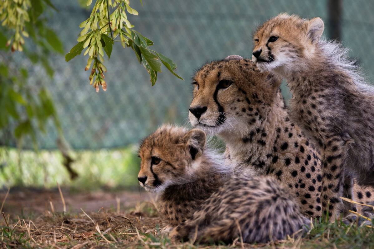 Atsilaikė: Prahos zoologijos sode gyvenantys gepardų jaunikliai jaučiasi gerai po stiprių audrų ir motinos ligos.