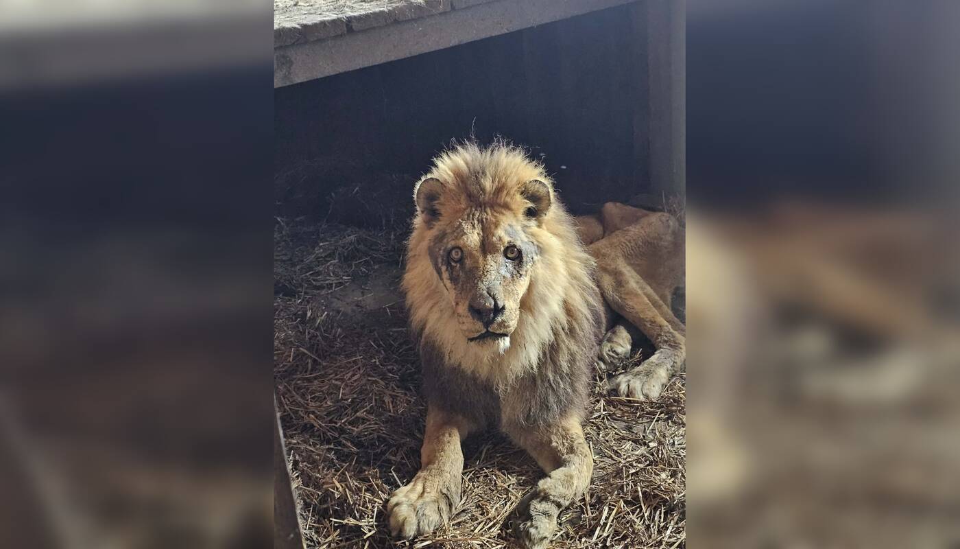 Klaipėdos zoologijos sodas