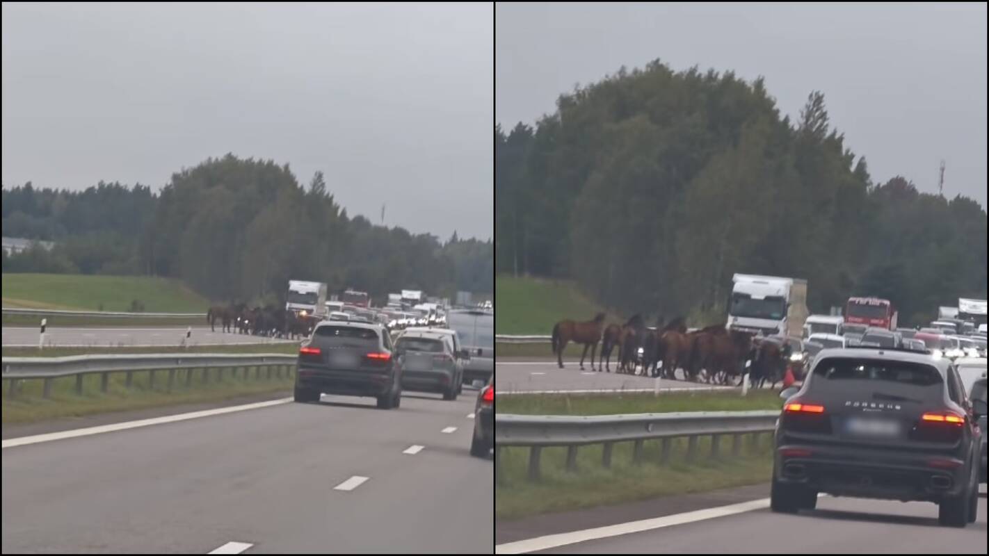 
<span>Magistralėje – neeilinis įvykis: policininkai nuo kelio vijo žirgų bandą</span>
