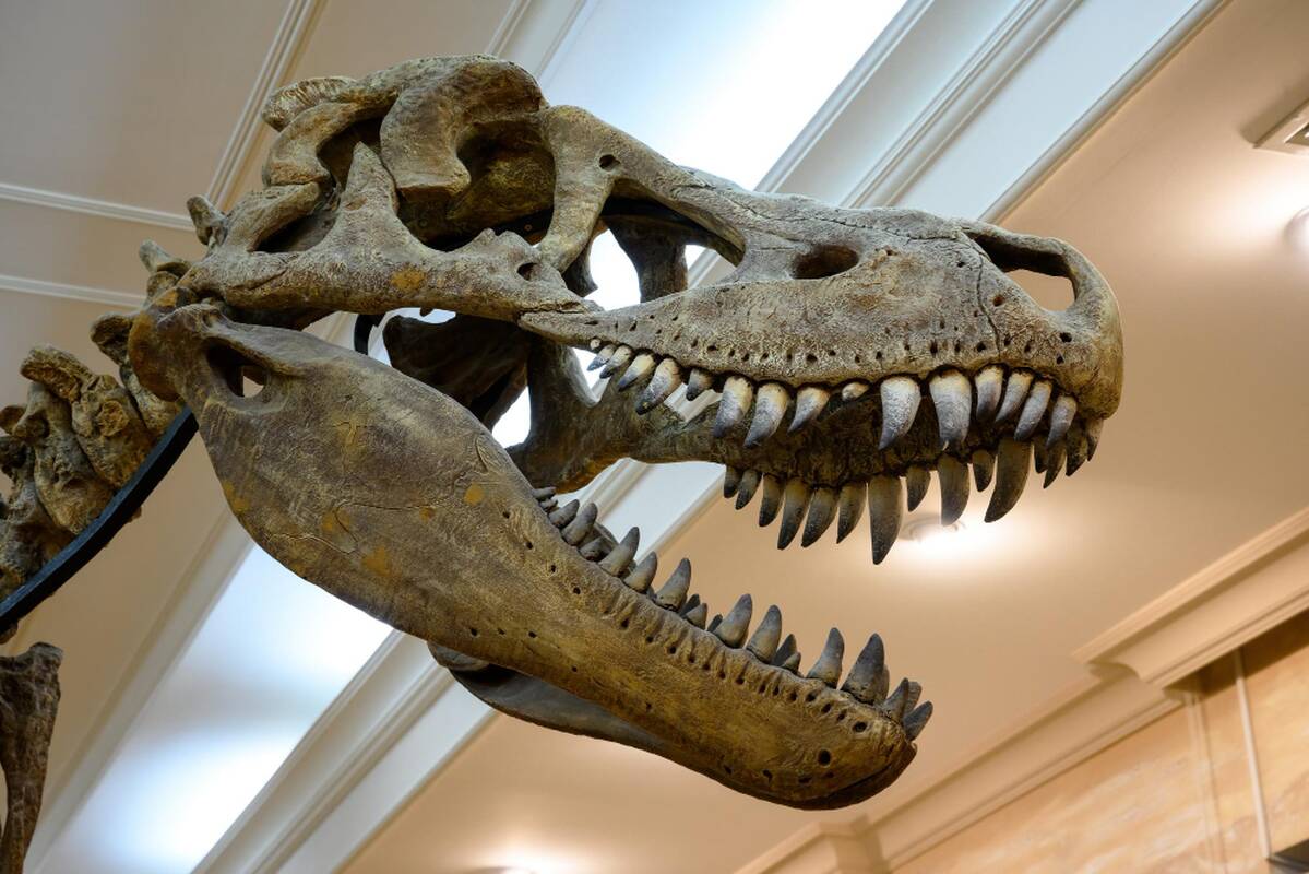 
<span>Dinozauro skeletas aukcione parduotas už 47 mln. dolerių</span>
