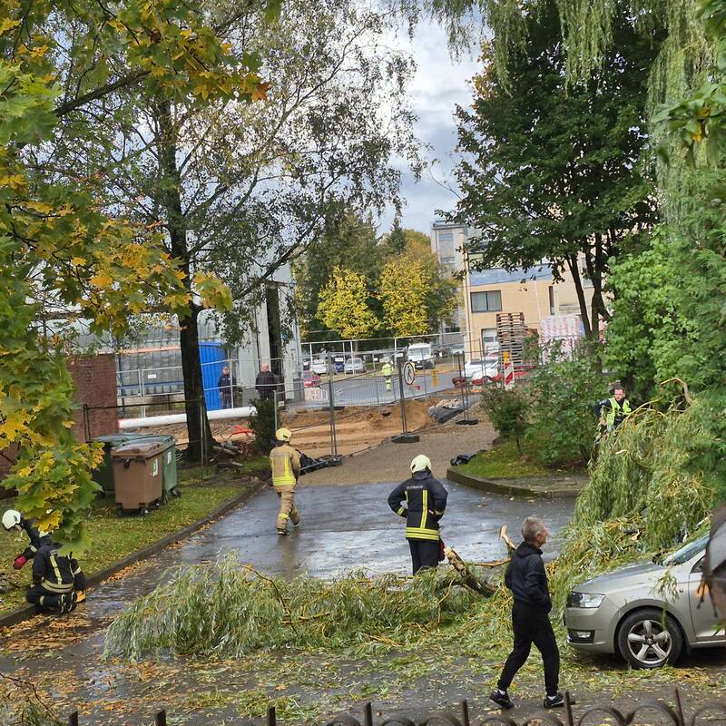 Klaipėdos Liepų gatvėje ant automobilių užvirto medis