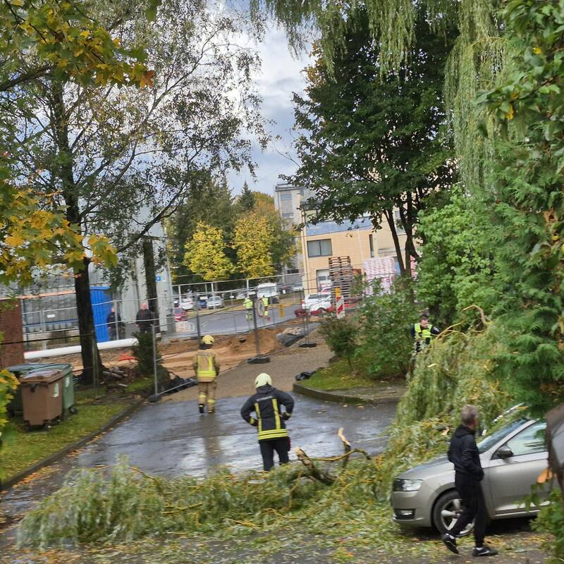 Klaipėdos Liepų gatvėje ant automobilių užvirto medis