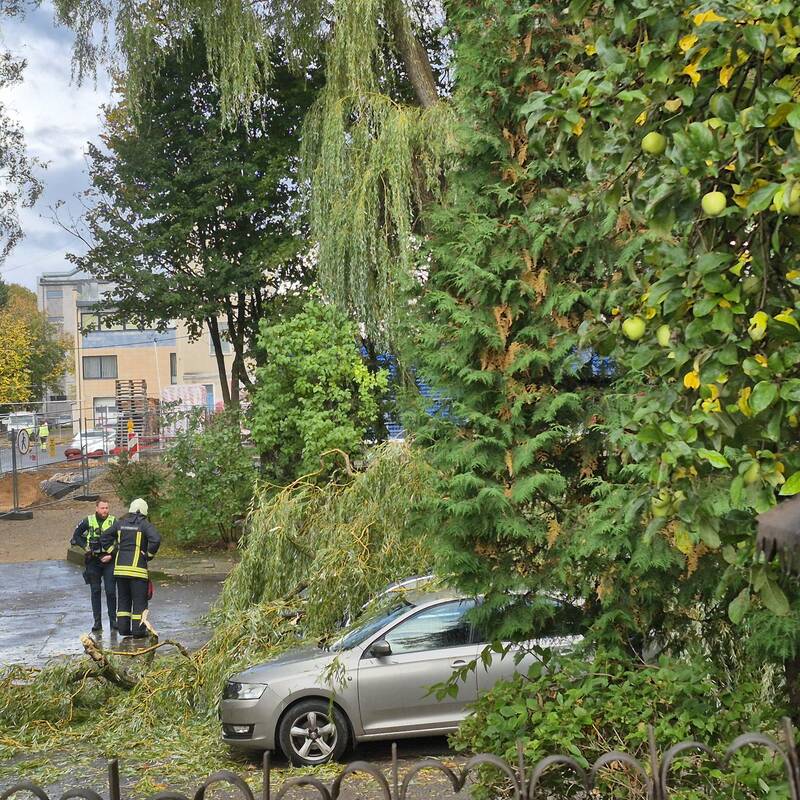 Klaipėdos Liepų gatvėje ant automobilių užvirto medis