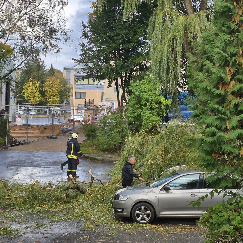 Klaipėdos Liepų gatvėje ant automobilių užvirto medis