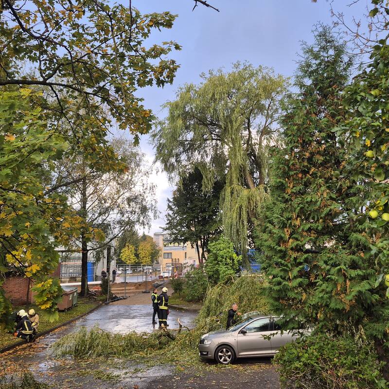 Klaipėdos Liepų gatvėje ant automobilių užvirto medis