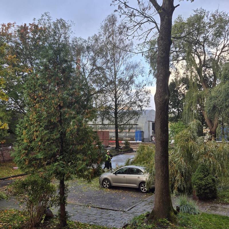 Klaipėdos Liepų gatvėje ant automobilių užvirto medis