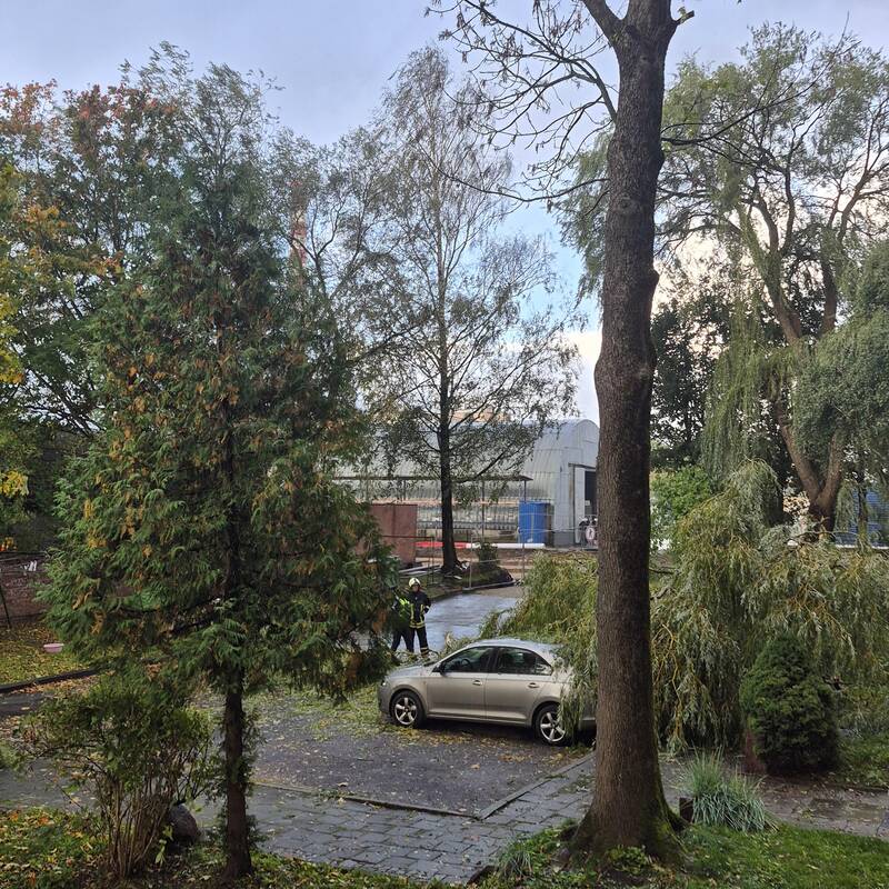 Klaipėdos Liepų gatvėje ant automobilių užvirto medis