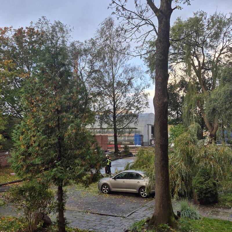 Klaipėdos Liepų gatvėje ant automobilių užvirto medis