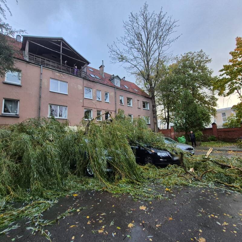 Klaipėdos Liepų gatvėje ant automobilių užvirto medis