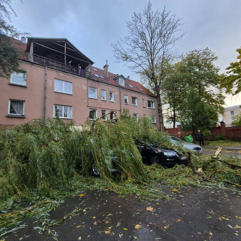 Klaipėdos Liepų gatvėje ant automobilių užvirto medis