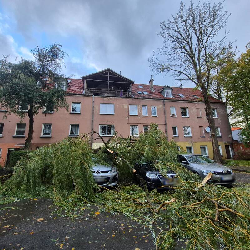 Klaipėdos Liepų gatvėje ant automobilių užvirto medis