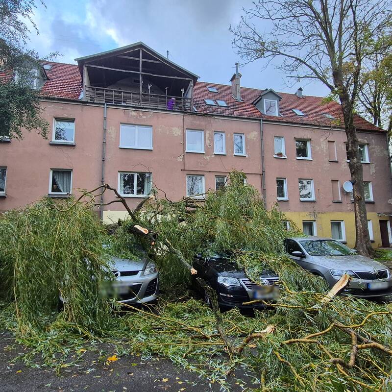 Klaipėdos Liepų gatvėje ant automobilių užvirto medis