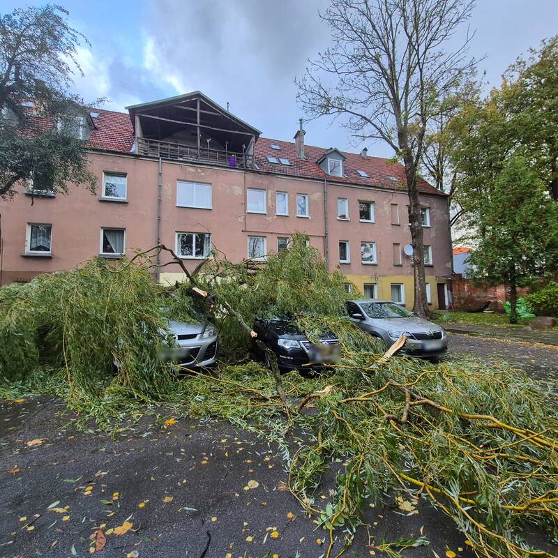 Klaipėdos Liepų gatvėje ant automobilių užvirto medis