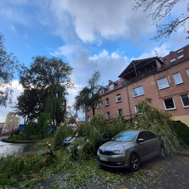 Klaipėdos Liepų gatvėje ant automobilių užvirto medis